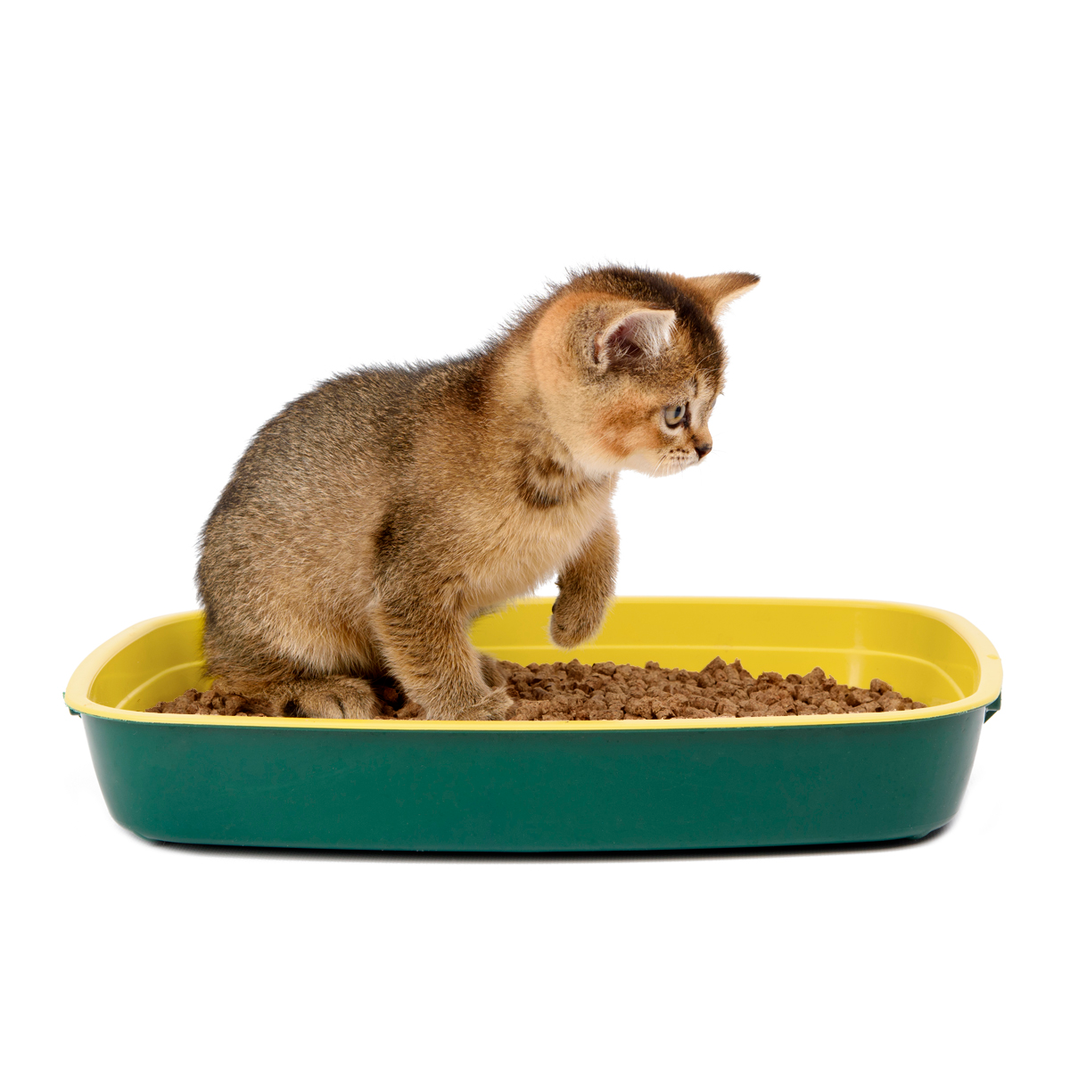 PoopyCat Arena Para Gatos 100% Biodegradable โ Poopyfever